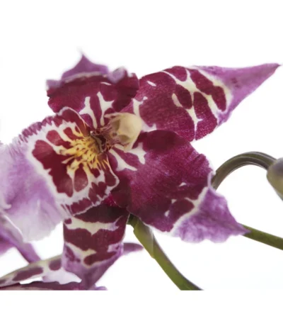 Zahnzungen-Orchidee - Odontoglossum-Hybriden, Verschiedene Sorten -Haus Pflanzen Welt 8704694 PR DE 001 OdontoglossumSortenmix1TrieberT11DehnerExpressZS