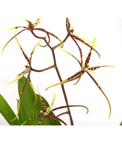 Zahnzungen-Orchidee - Odontoglossum-Hybriden, Verschiedene Sorten -Haus Pflanzen Welt 8704694 PR DE 002 Odontoglossum1TrieberT12DehnerHerzig