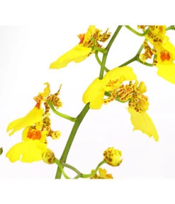 Zahnzungen-Orchidee - Odontoglossum-Hybriden, Verschiedene Sorten -Haus Pflanzen Welt 8704694 PR DE 003 Odontoglossum1TrieberT12DehnerHerzig