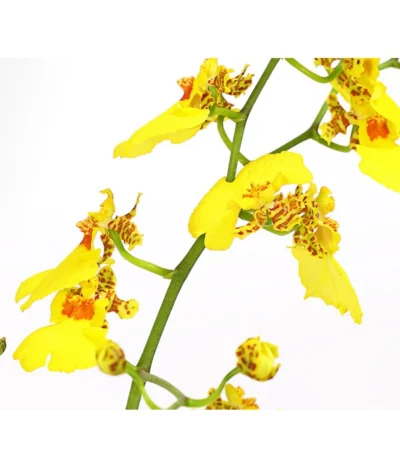 Zahnzungen-Orchidee - Odontoglossum-Hybriden, Verschiedene Sorten -Haus Pflanzen Welt 8704694 PR DE 003 Odontoglossum1TrieberT12DehnerHerzig