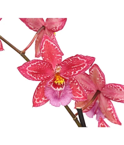 Zahnzungen-Orchidee - Odontoglossum-Hybriden, Verschiedene Sorten -Haus Pflanzen Welt 8704694 PR DE 004 Odontoglossum1TrieberT12DehnerHerzig