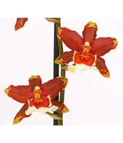 Zahnzungen-Orchidee - Odontoglossum-Hybriden, Verschiedene Sorten -Haus Pflanzen Welt 8704694 PR DE 005 Odontoglossum1TrieberT12DehnerHerzig