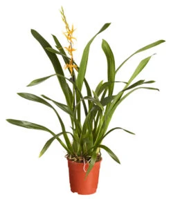Zahnzungen-Orchidee - Odontoglossum-Hybriden, Verschiedene Sorten -Haus Pflanzen Welt 8704694 PR FS 001 OdontoglossumBrassadaMiradaSortenmix1TrieberT11DehnerExpressZS