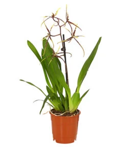 Zahnzungen-Orchidee - Odontoglossum-Hybriden, Verschiedene Sorten -Haus Pflanzen Welt 8704694 PR FS 002 Odontoglossum1TrieberT12DehnerHerzig