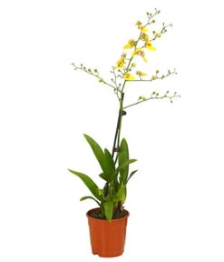 Zahnzungen-Orchidee - Odontoglossum-Hybriden, Verschiedene Sorten -Haus Pflanzen Welt 8704694 PR FS 003 Odontoglossum1TrieberT12DehnerHerzig