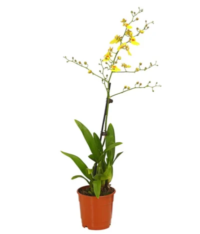 Zahnzungen-Orchidee - Odontoglossum-Hybriden, Verschiedene Sorten -Haus Pflanzen Welt 8704694 PR FS 003 Odontoglossum1TrieberT12DehnerHerzig