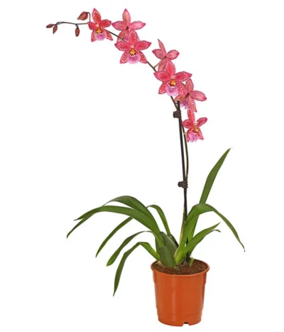 Zahnzungen-Orchidee - Odontoglossum-Hybriden, Verschiedene Sorten -Haus Pflanzen Welt 8704694 PR FS 004 Odontoglossum1TrieberT12DehnerHerzig