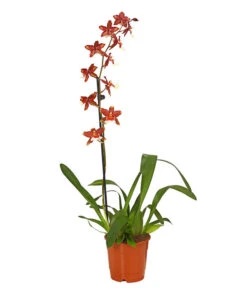 Zahnzungen-Orchidee - Odontoglossum-Hybriden, Verschiedene Sorten -Haus Pflanzen Welt 8704694 PR FS 005 Odontoglossum1TrieberT12DehnerHerzig
