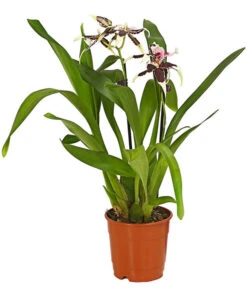 Zahnzungen-Orchidee - Odontoglossum-Hybriden, Verschiedene Sorten -Haus Pflanzen Welt 8704694 WE FS 001 Odontoglossum1TrieberT12DehnerHerzig