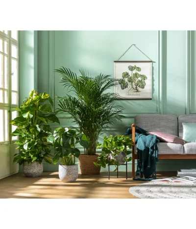 Goldfruchtpalme - Dypsis Lutescens -Haus Pflanzen Welt 8704702 WE MO 001 DypsisLutescens 1