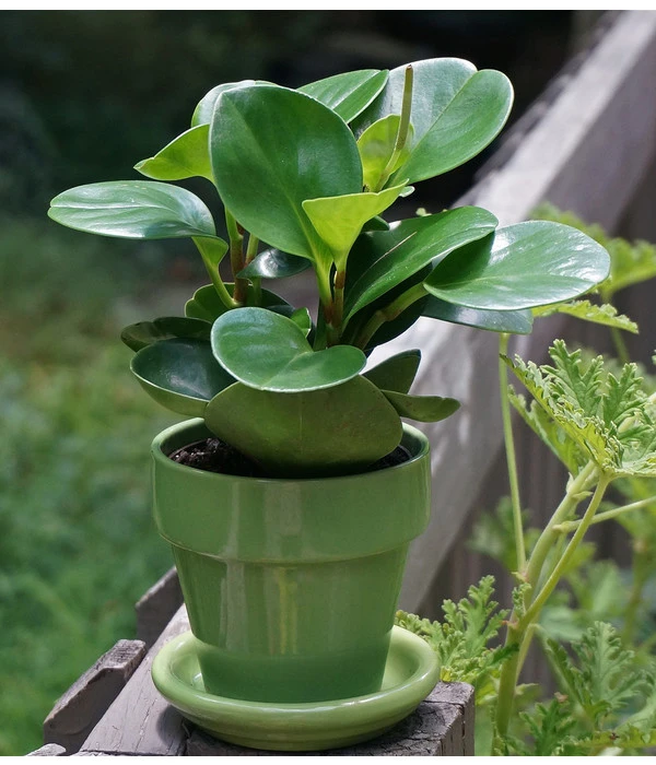 Peperomie - Peperomia Obtusifolia 5 Peperomie - Peperomia Obtusifolia – Bild 3