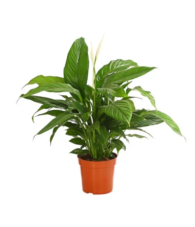 Air So Pure® Einblatt - Spathiphyllum Wallisii 'Bingo'