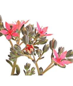 Graptopetalum - Graptopetalum Tacitus 9 Graptopetalum - Graptopetalum Tacitus -Haus Pflanzen Welt 8707861 WE DE 001 GraptopetalumTacitusT11BlueteDehnerExpressHerzig