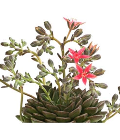 Graptopetalum - Graptopetalum Tacitus 10 Graptopetalum - Graptopetalum Tacitus -Haus Pflanzen Welt 8707861 WE DE 001 GraptopetalumTacitusT11DehnerExpressHerzig