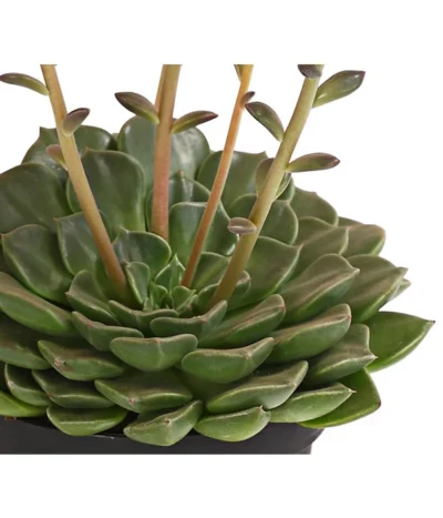 Graptopetalum - Graptopetalum Tacitus -Haus Pflanzen Welt 8707861 WE DE 002 GraptopetalumTacitusT11BlattDehnerExpressHerzig