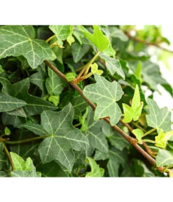 Efeu - Hedera Helix 'Mein Herz', Ampel 5 Efeu - Hedera Helix 'Mein Herz', Ampel -Haus Pflanzen Welt 8710303 PR DE 001 HederaHelixEfeuAmpelMeinHerzT19DehnerExpressHerzig