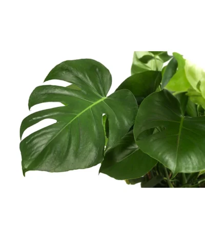 Fensterblatt - Monstera Deliciosa -Haus Pflanzen Welt 8710436 WE DE 001 MonsteraDeliciosaBuschT27