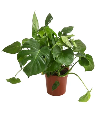 Fensterblatt - Monstera Deliciosa