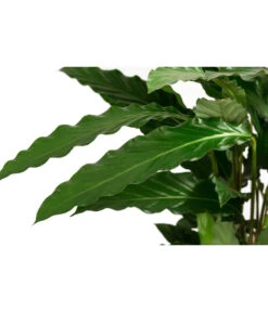 Korbmarante - Calathea Cultivars, Verschiedene Sorten -Haus Pflanzen Welt 8712242 PR DE 003 CalatheaMixT21DehnerExpressHerzig