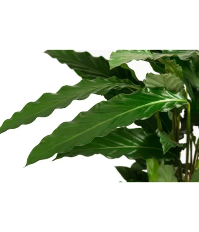 Korbmarante - Calathea Cultivars, Verschiedene Sorten -Haus Pflanzen Welt 8712242 PR DE 003 CalatheaMixT21DehnerExpressHerzig