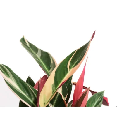 Korbmarante - Calathea Cultivars, Verschiedene Sorten -Haus Pflanzen Welt 8712242 PR DE 004 CalatheaMixT21DehnerExpressHerzig
