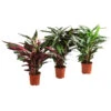 Korbmarante - Calathea Cultivars, Verschiedene Sorten -Haus Pflanzen Welt 8712242 PR FS 001 CalatheaMixT21DehnerExpressHerzig
