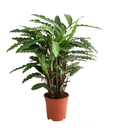 Korbmarante - Calathea Cultivars, Verschiedene Sorten -Haus Pflanzen Welt 8712242 PR FS 003 CalatheaMixT21DehnerExpressHerzig