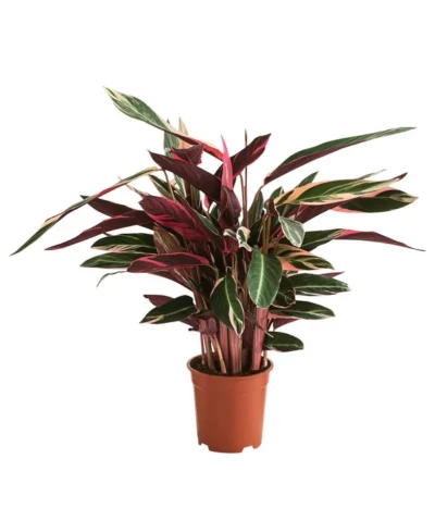 Korbmarante - Calathea Cultivars, Verschiedene Sorten -Haus Pflanzen Welt 8712242 PR FS 004 CalatheaMixT21DehnerExpressHerzig