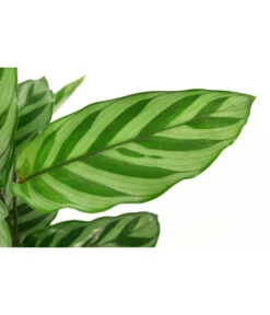 Korbmarante - Calathea 'Freddy' 5 Korbmarante - Calathea 'Freddy' -Haus Pflanzen Welt 8712549 PR DE 001 CalatheaFreddyT12 DehnerExpressHerzig