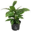 Korbmarante - Calathea 'Freddy' -Haus Pflanzen Welt 8712549 PR FS 001 CalatheaFreddyT12 DehnerExpressHerzig