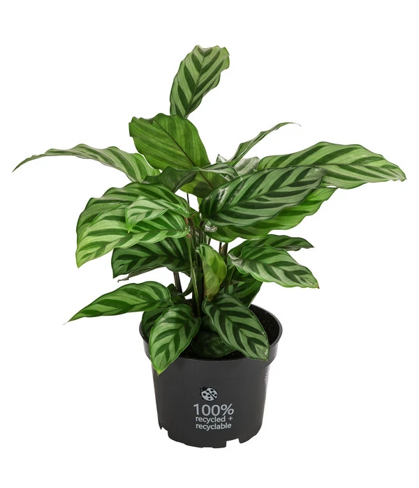 Korbmarante - Calathea 'Freddy' 3 Korbmarante - Calathea 'Freddy'