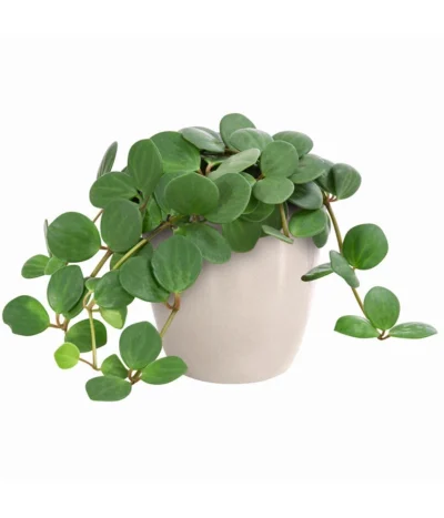 Peperomie - Peperomia Pecunifolia -Haus Pflanzen Welt 8712556 WE FS 001 PeperomiaPecunifoliaT11