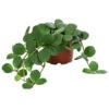 Peperomie - Peperomia Pecunifolia -Haus Pflanzen Welt 8712556 WE FS 001 PeperomiaPecunifolia Peperomie