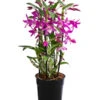 Traubenorchidee - Dendrobium 'Rainbow Dance'