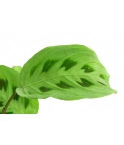 Haus Pflanzen Welt -Haus Pflanzen Welt 8713315 PR DE 001 MarantaLeuconeuraKerchoveanaT12DehnerExpressHerzig