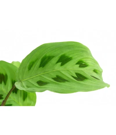 Marante - Maranta Leuconeura Kerchoveana -Haus Pflanzen Welt 8713315 PR DE 001 MarantaLeuconeuraKerchoveanaT12DehnerExpressHerzig