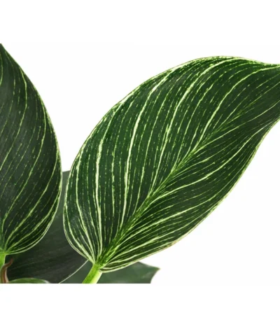 Baumfreund - Philodendron 'White Wave' 7 Baumfreund - Philodendron 'White Wave' -Haus Pflanzen Welt 8713406 WE DE 002 PhilodendronWhiteWaveT12