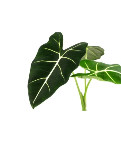 Pfeilblatt - Alocasia Micholitziana 'Frydek' 9 Pfeilblatt - Alocasia Micholitziana 'Frydek' -Haus Pflanzen Welt 8715575 WE DE 001 AlocasiaFrydeckT14