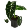 Pfeilblatt - Alocasia Micholitziana 'Frydek' -Haus Pflanzen Welt 8715575 WE FS 001 AlocasiaFrydeckT14