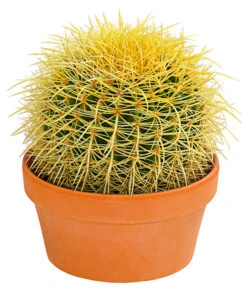 Kugelkaktus - Echinocactus, Verschiedene Sorten -Haus Pflanzen Welt 8716748 PR FS 001 KugelkaktusMixT20DehnerExpressHerzig