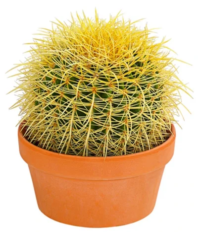 Kugelkaktus - Echinocactus, Verschiedene Sorten -Haus Pflanzen Welt 8716748 PR FS 001 KugelkaktusMixT20DehnerExpressHerzig