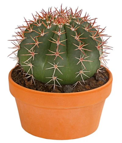 Kugelkaktus - Echinocactus, Verschiedene Sorten -Haus Pflanzen Welt 8716748 PR FS 002 KugelkaktusMixT20DehnerExpressHerzig