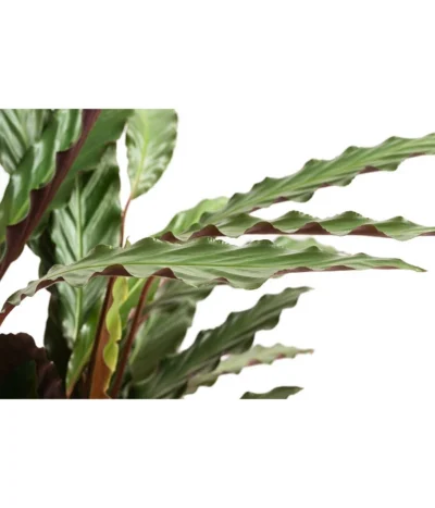 Korbmarante - Calathea 'Wavestar' -Haus Pflanzen Welt 8717357 PR DE 001 CalatheaWavestarT19DehnerExpressHerzig
