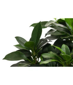 Birkenfeige - Ficus 'Nitida', Stamm -Haus Pflanzen Welt 8718306 WE DE 001 FicusNitidaStammT17