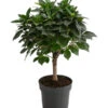 Birkenfeige - Ficus 'Nitida', Stamm -Haus Pflanzen Welt 8718306 WE FS 001 FicusNitidaStammT17