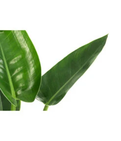 Baumfreund - Philodendron 'Imperial Green' -Haus Pflanzen Welt 8718322 WE DE 001 PhilodendronImperialGreenT17