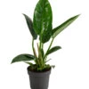 Baumfreund - Philodendron 'Imperial Green' -Haus Pflanzen Welt 8718322 WE FS 001 PhilodendronImperialGreenT17