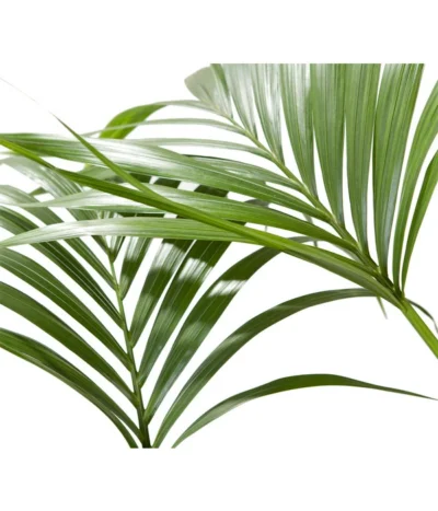 Kentiapalme - Howea Forsteriana -Haus Pflanzen Welt 8718660 BildD 001 KentiapalmeHoweaForsteriana