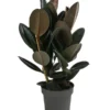 Gummibaum - Ficus Elastica 'Abidjan' 2 Gummibaum - Ficus Elastica 'Abidjan' -Haus Pflanzen Welt 8719338 WE FS 001 FicusAbidjanT27