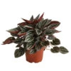Peperomie - Peperomia Caperata 'Mendoza' -Haus Pflanzen Welt 8720005 PR FS 001 PeperomiaMendozaT11DehnerExpressHerzig